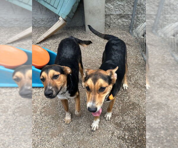 Medium Photo #5 German Shepherd Dog-Unknown Mix Puppy For Sale in Mukwonago, WI, USA