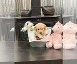 Small Photo #55 Golden Retriever Puppy For Sale in BIG CABIN, OK, USA