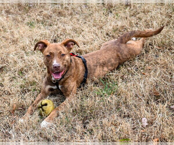 Medium Photo #2 Mutt Puppy For Sale in Glen Allen, VA, USA