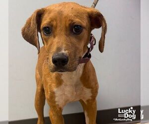 Labrador Retriever-Unknown Mix Dogs for adoption in Washington, DC, USA