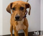 Small Labrador Retriever Mix