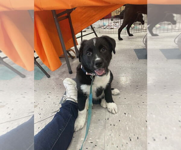 Medium Photo #1 Borador Puppy For Sale in Palatine/Kildeer/Buffalo grove, IL, USA