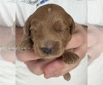 Small Photo #8 Cockapoo Puppy For Sale in SEBASTIAN, FL, USA