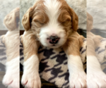 Puppy 4 Aussiedoodle-Poodle (Standard) Mix
