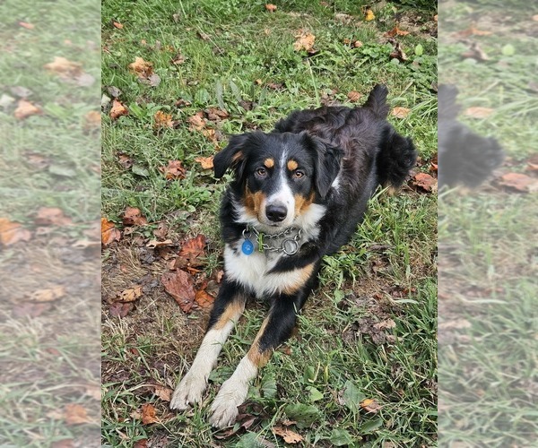 Medium Photo #1 Border Collie-English Shepherd Mix Puppy For Sale in CARROLLTON, OH, USA