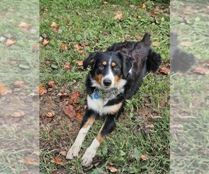 Mother of the Border Collie-English Shepherd Mix puppies born on 03/30/2026