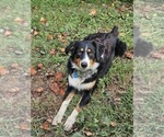 Small Photo #1 Border Collie-English Shepherd Mix Puppy For Sale in CARROLLTON, OH, USA
