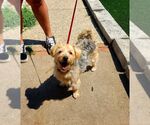 Small #2 Mutt