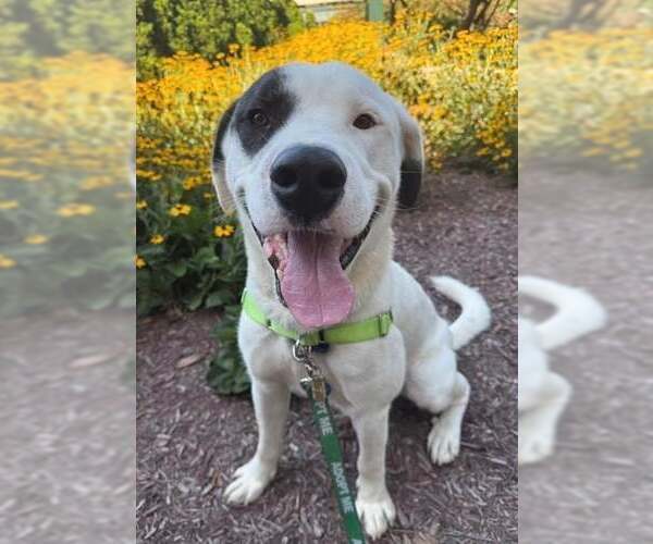 Medium Photo #3 Labrador Retriever-Unknown Mix Puppy For Sale in Waterford, VA, USA
