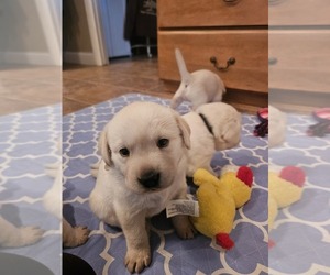 Labrador Retriever Puppy for sale in RAMONA, CA, USA