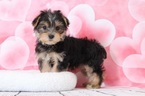 Small Photo #1 Morkie Puppy For Sale in BEL AIR, MD, USA