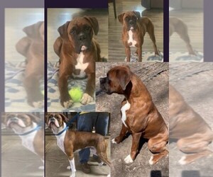 Boxer Puppy for sale in KEOKUK, IA, USA