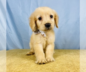 Golden Retriever Puppy for Sale in OCALA, Florida USA
