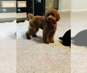 Poodle (Toy) Puppy for sale in GROVETOWN, GA, USA