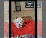 Small #2 Morkie Poo (Toy)