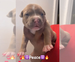 American Bully Puppy for sale in CLEVELAND, OH, USA