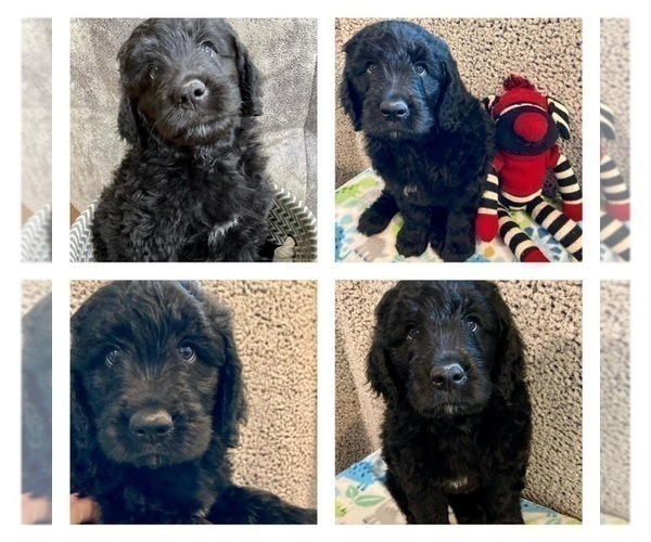 Medium Photo #5 Goldendoodle Puppy For Sale in MADISONVILLE, TN, USA