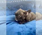 Small Photo #12 French Bulldog Puppy For Sale in JACKSON, MS, USA