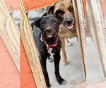 Small #1 Labrador Retriever