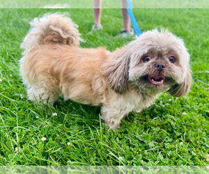 Shih Tzu Dogs for adoption in Williamsburg, IA, USA