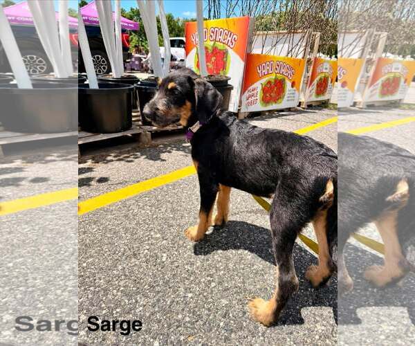 Medium Photo #6 Labrador Retriever-Unknown Mix Puppy For Sale in pomfret, CT, USA