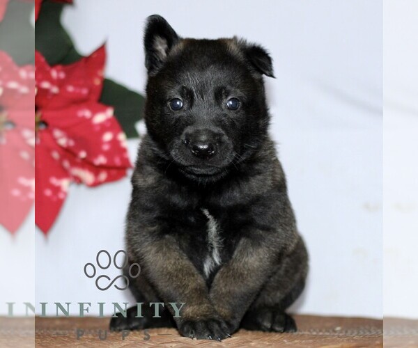 Medium Photo #1 Belgian Malinois Puppy For Sale in STRASBURG, PA, USA