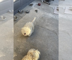 Maltese-Poodle (Standard) Mix Puppy for sale in FRESNO, CA, USA
