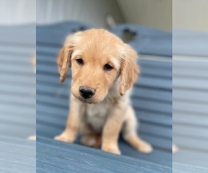 Golden Retriever Puppy for sale in CUB RUN, KY, USA