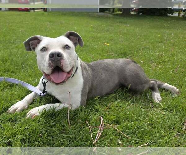 Medium Photo #2 American Pit Bull Terrier-Unknown Mix Puppy For Sale in Millersville, MD, USA