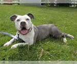 Small #1 American Pit Bull Terrier Mix