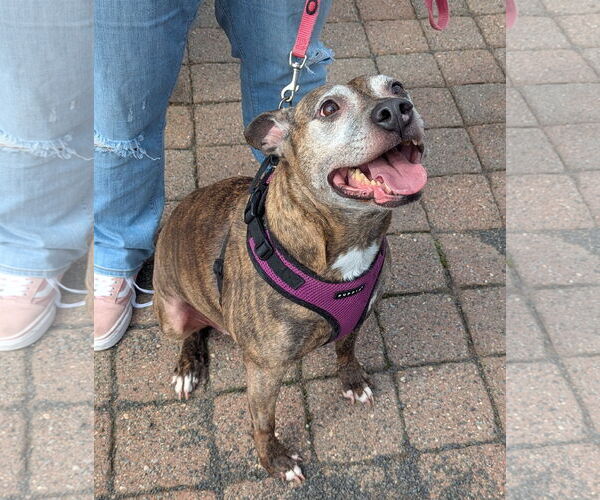 Medium Photo #7 Mutt Puppy For Sale in Oakhurst, NJ, USA