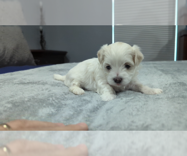 Medium Photo #4 Maltese Puppy For Sale in OCALA, FL, USA