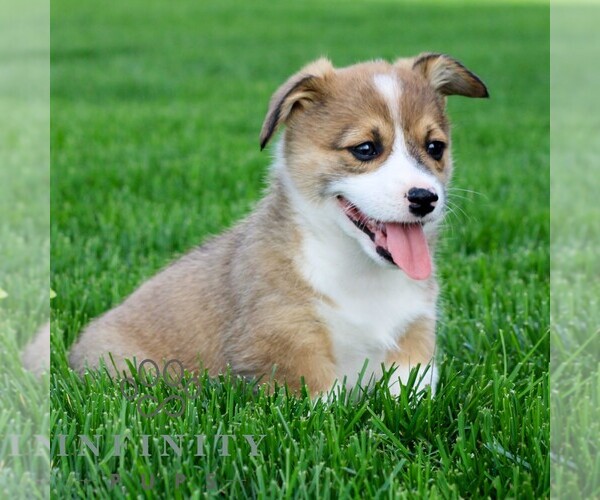 Medium Photo #4 Pembroke Welsh Corgi Puppy For Sale in PALMYRA, PA, USA