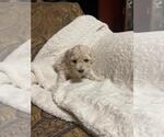 Puppy 3 Bichpoo