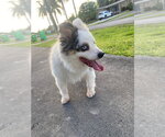 Small #2 Australian Shepherd
