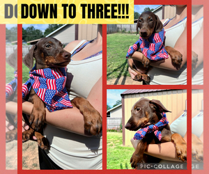 Doberman Pinscher Puppy for Sale in HARTSELLE, Alabama USA