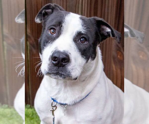 Medium Photo #1 Lab-Pointer Puppy For Sale in Kennesaw, GA, USA