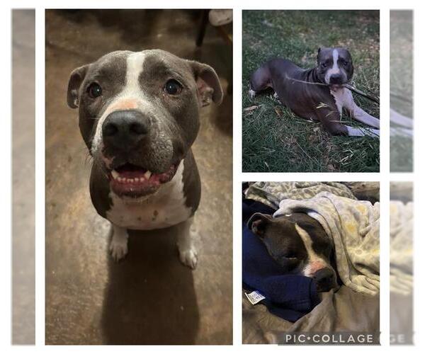 Medium Photo #1 American Staffordshire Terrier-Unknown Mix Puppy For Sale in San Antonio, TX, USA