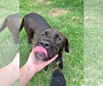 Small #1 Labrador Retriever Mix