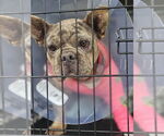 Small #5 French Bulldog