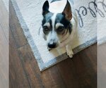 Small Photo #8 Rat Terrier Puppy For Sale in Atlanta, GA, USA