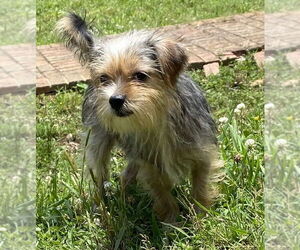 Mutt Dogs for adoption in Pacolet, SC, USA