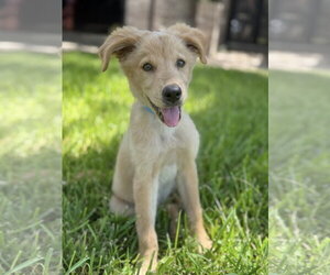 Golden Retriever-Unknown Mix Dogs for adoption in PIPE CREEK, TX, USA