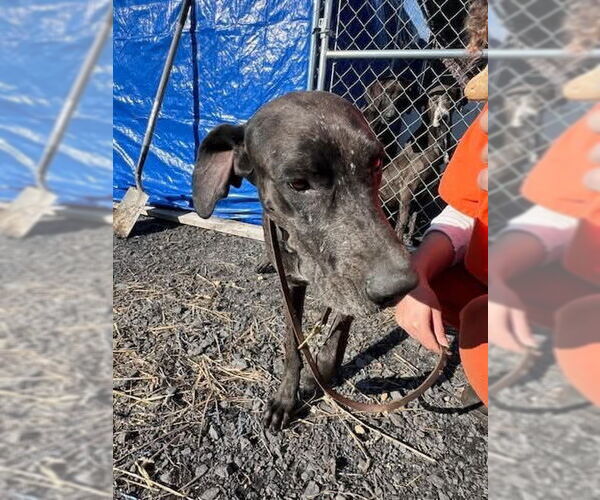 Medium Photo #4 Great Dane-Unknown Mix Puppy For Sale in Bullard, TX, USA