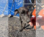 Small #3 Great Dane Mix