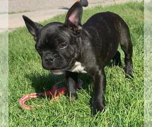 Faux Frenchbo Bulldog Puppy for sale in NINE MILE FALLS, WA, USA
