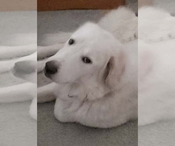 Medium Photo #1 Great Pyrenees Puppy For Sale in Dallas, TX, USA