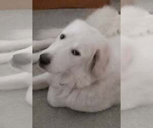 Great Pyrenees Dogs for adoption in Dallas, TX, USA