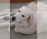 Small Great Pyrenees