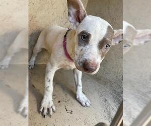 American Pit Bull Terrier-Unknown Mix Dogs for adoption in Oklahoma City, OK, USA